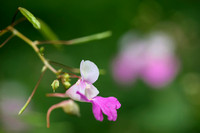 Tweekleurige balsemien; Balfour's touch-me-not; impatiens-balfou