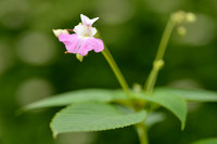 Tweekleurig Springzaad; Kashmir Balsam; Impatiens balfouri