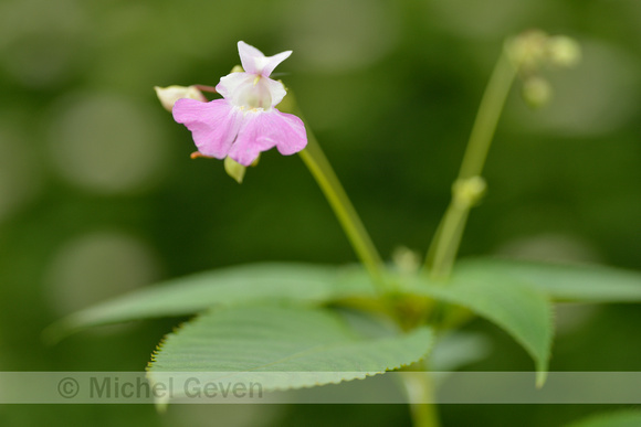 Tweekleurig Springzaad; Kashmir Balsam; Impatiens balfouri