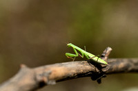 Bidsprinkhaan; Praying Mantis; Mantis religiosa