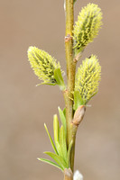 Katwilg; Salix viminalis; Basket willow