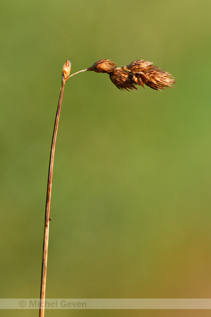 Broom sedge; Carex scoparia