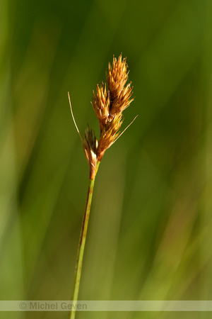 Broom sedge; Carex scoparia