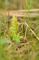 Kamvaren; Crested buckler fern; Dryopteris cristata;