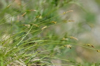 Laagbloeiende zegge; Carex halleriana