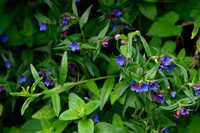 Blauw parelzaad; Buglossoides purpurocaerulea