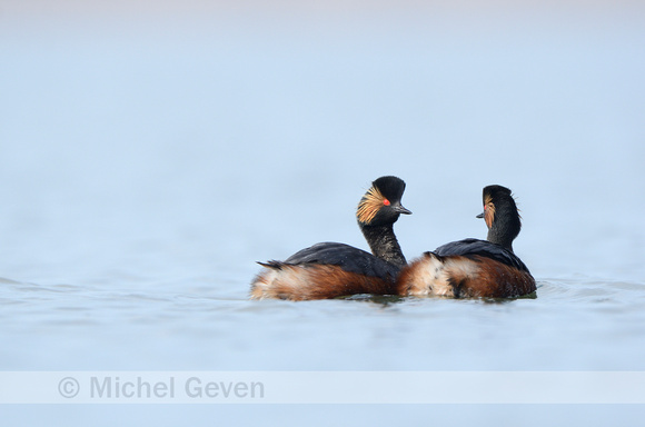 Geoorde Fuut; Black-necked Grebe; Podiceps nigricollis