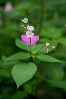 Tweekleurige balsemien; Balfour's touch-me-not; impatiens-balfou