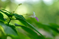 Tweekleurig springzaad; Balfour's touch-me-not; Impatiens balfourii