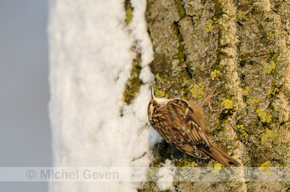 Boomkruiper; Short-toed Treecreeper; Certhia brachydactyla