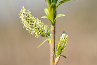 Katwilg; Basket willow; Salix viminalis;