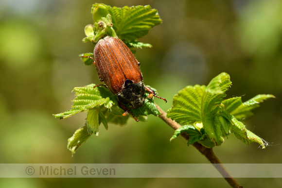 Meikever; Cockchafer Maybeetle; Melolontha melolontha