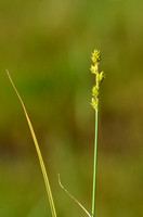 Zompzegge - White Sedge - Carex curta