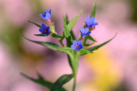 Blauw parelzaad; Buglossoides purpurocaerulea