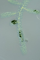 Verspreidbladige waterpest; Curly Waterweed; Lagarosiphon major