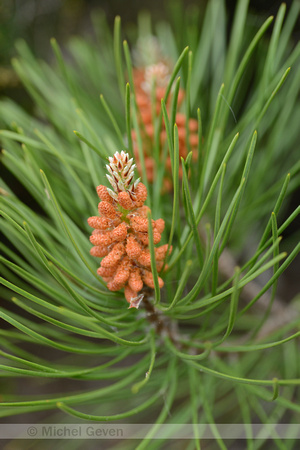 Corsicaanse Den; European black pine; Pinus nigra subsp. Laricio