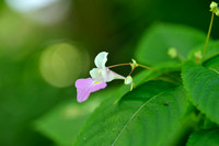 Tweekleurig springzaad; Balfour's touch-me-not; Impatiens balfourii