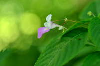 Tweekleurig springzaad; Balfour's touch-me-not; Impatiens balfourii