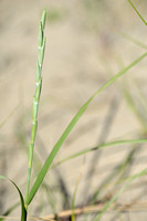 Biestarwegras - Sand Couch - Elytrigia juncea subsp. boreoatlantica