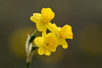 Rush-leaf Jonquil; Narcissus assoanus