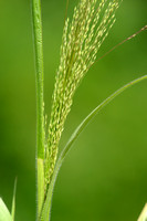 Draadgierst - Witch-grass - Panicum capillare
