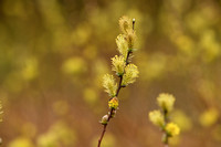 Kruipwilg - Creeping Willow - Salix repens