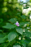 Tweekleurig springzaad; Balfour's touch-me-not; Impatiens balfourii