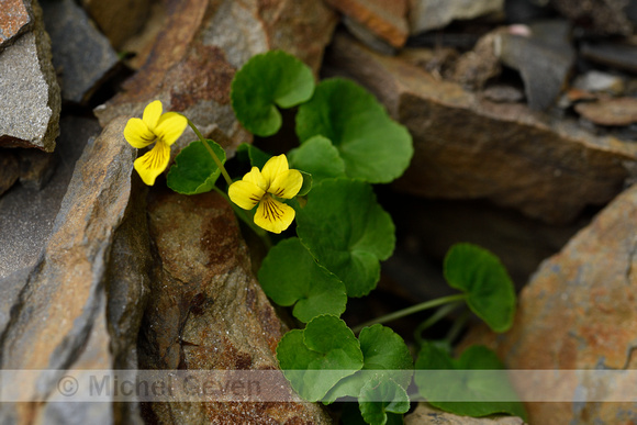 Tweebloemig viooltje; Twoflower violet; Viola biflora