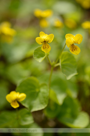 Tweebloemig Viooltje; Twoflower violet; Viola biflora