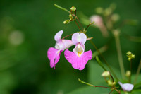 Tweekleurige balsemien; Balfour's touch-me-not; impatiens-balfou