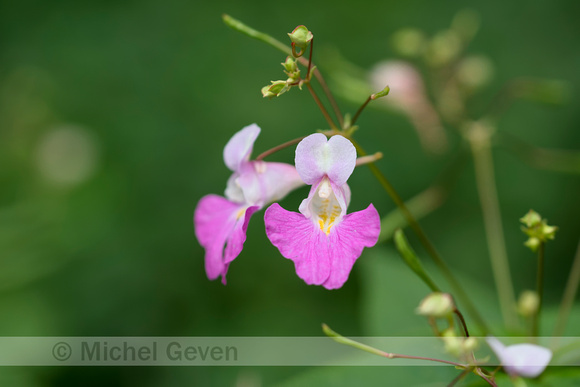 Tweekleurige balsemien; Balfour's touch-me-not; impatiens-balfou