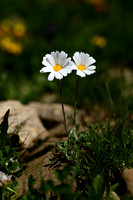 Alpine moon daisy; Leucanthemopsis alpina