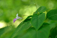 Tweekleurig springzaad; Balfour's touch-me-not; Impatiens balfourii