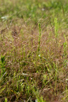 Draadgierst; Witch-grass; Panicum capillare