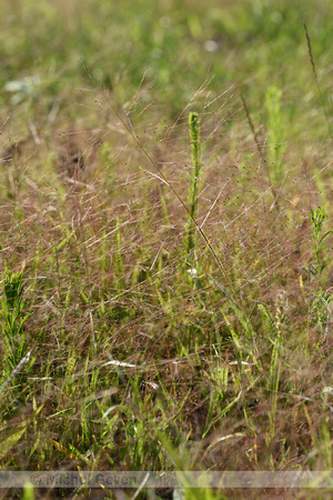 Draadgierst; Witch-grass; Panicum capillare