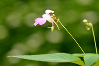 Tweekleurig Springzaad; Kashmir Balsam; Impatiens balfouri