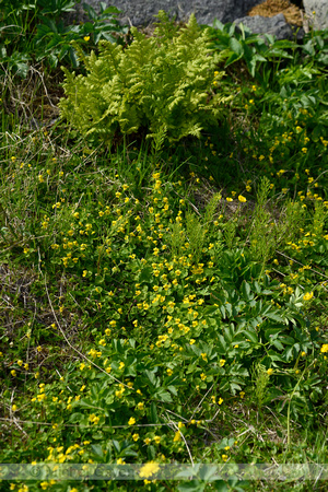 Tweebloemig viooltje; Twoflower violet; Viola biflora