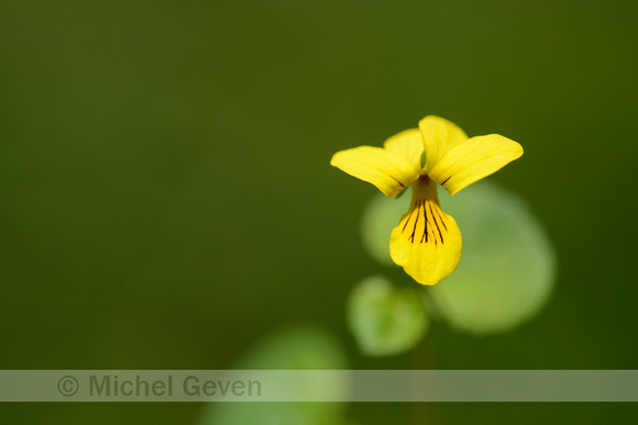 Tweebloemig Viooltje; Twoflower violet; Viola biflora