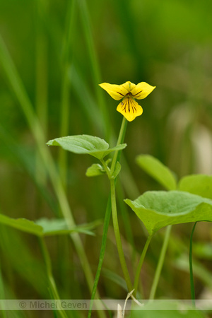 Tweebloemig viooltje; Twoflower violet; Viola biflora