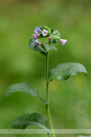 Pulmonaria vallarsae