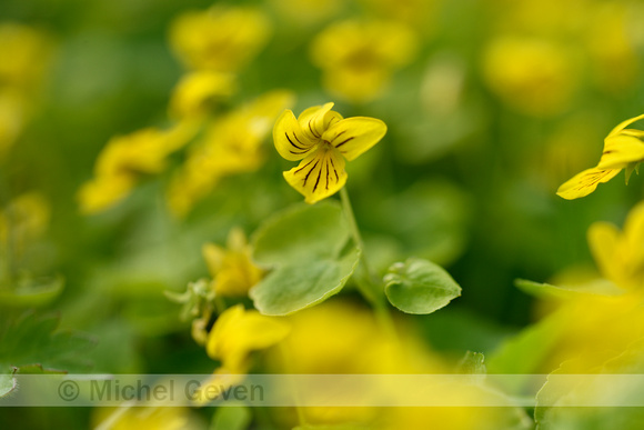 Tweebloemig viooltje; Twoflower violet; Viola biflora