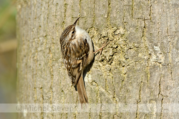 Boomkruiper; Short-toed Treecreeper; Certhia brachydactyla