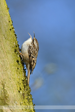 Boomkruiper; Short-toed Treecreeper; Certhia brachydactyla