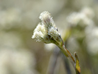 Karpatisch rozenkransje - Antennaria carpatica