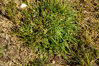Armeria arenaria subsp. Bupleuroides