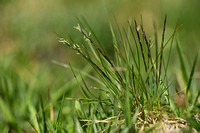 Borstelgras; Mat-grass; Nardus stricta