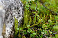 Lycopodium annotinum subsp. Alpestre