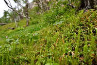 Interupted Clubmoss; Lycopodium annotinum; subsp. Alpestre
