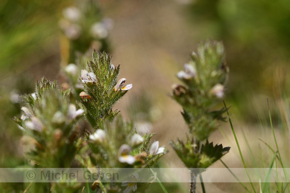 Euphrasia hirtella