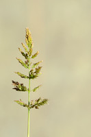 Kransgras; Water Bent; Polypogon viridis